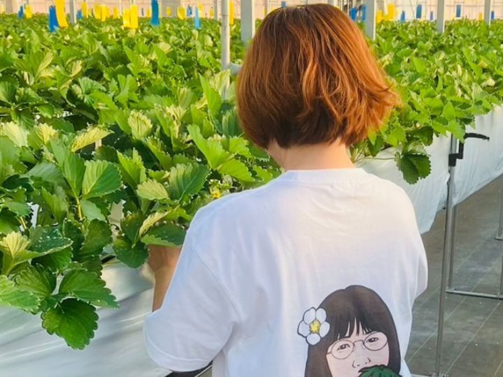 いちごの苗が並ぶハウスで作業するスタッフ